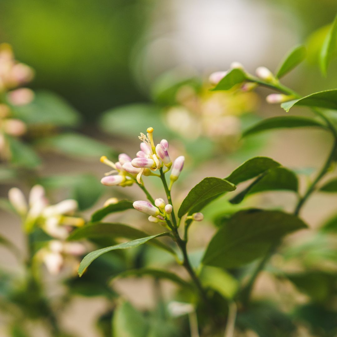 Lemon Tree – Meyer – #3 Container